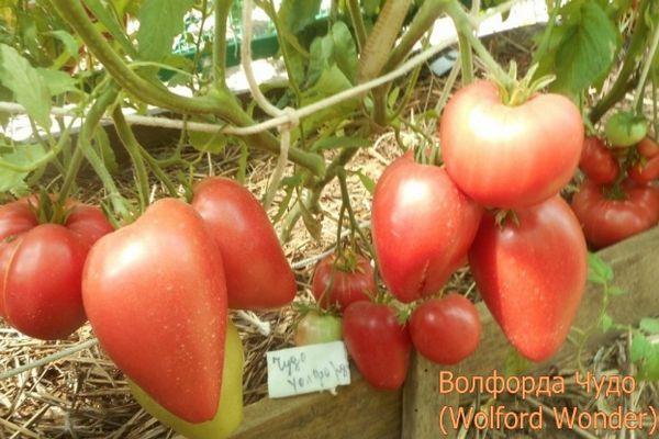 Tomates de mi-saison