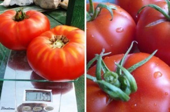 มะเขือเทศแสนอร่อย