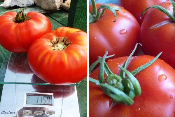 มะเขือเทศแสนอร่อย