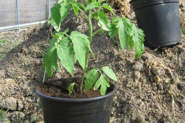 ต้นกล้าในกระถาง