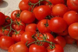 Description de la tomate Money Tree et techniques de culture