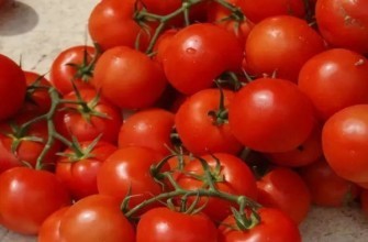 กิ่งพันธุ์มะเขือเทศ