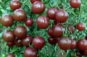 มะเขือเทศเป็นของแปลก