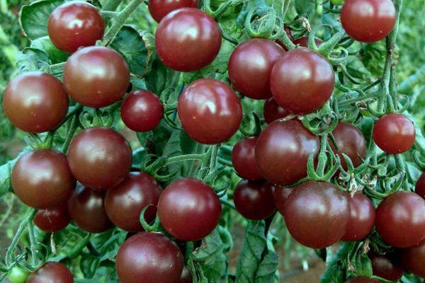 มะเขือเทศเป็นของแปลก