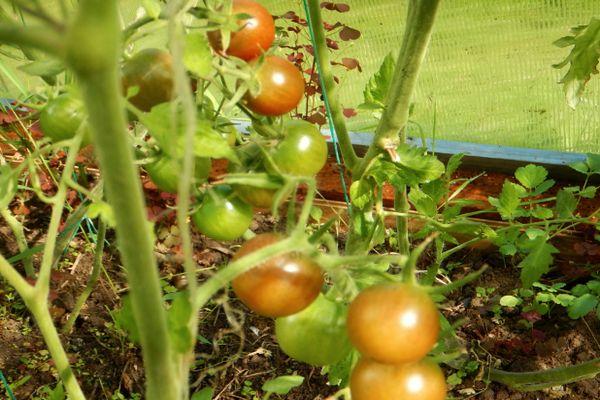 การปลูกมะเขือเทศ