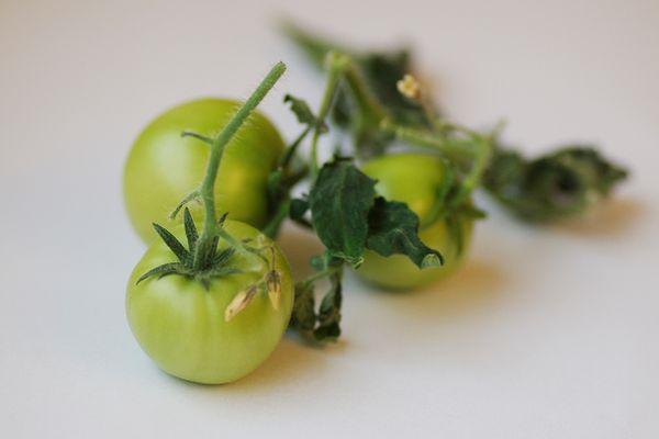 Les tomates de Dina