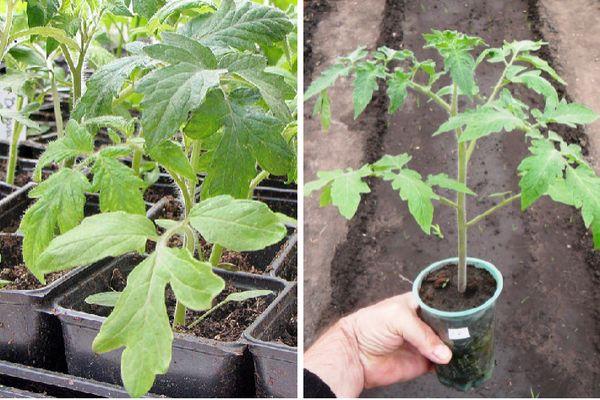 Cultiver des tomates
