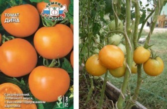 มะเขือเทศสีเหลือง