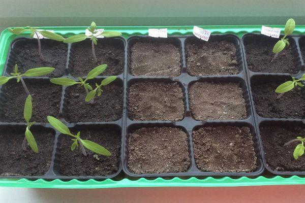 Une boîte avec des semis