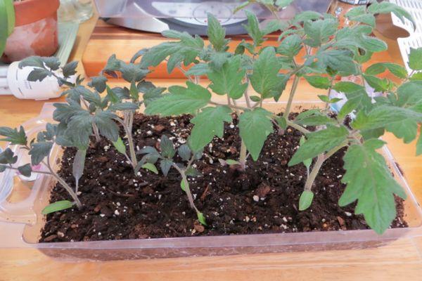 Une boîte avec des semis