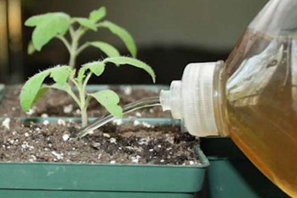 Fertilisation des tomates