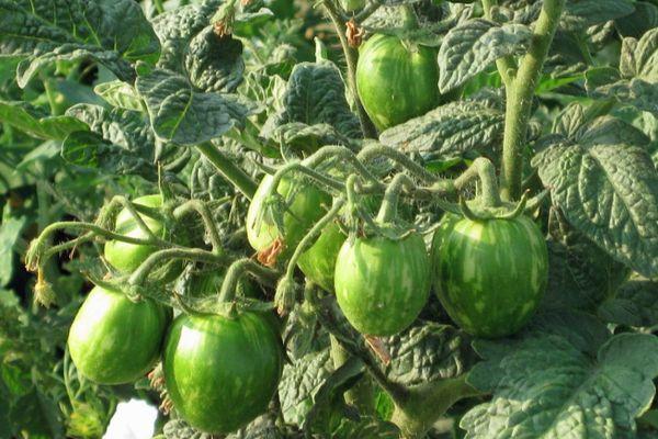 มะเขือเทศสีเขียว