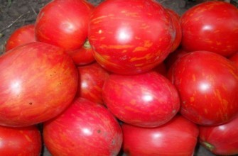 มะเขือเทศสุก