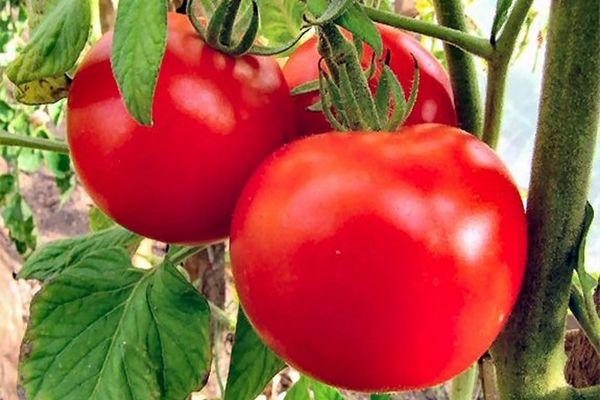 ผลมะเขือเทศ