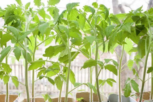 ถั่วงอกมะเขือเทศ