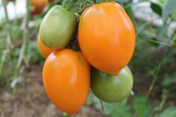 ดุษยาผู้ตัวสีเหลือง