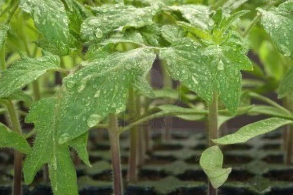 กล่องที่มีสวน