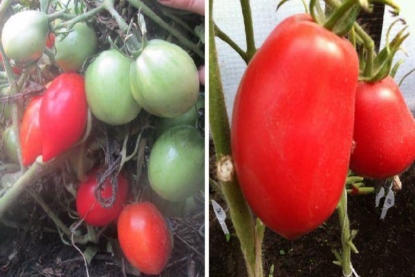 การปลูกมะเขือเทศ