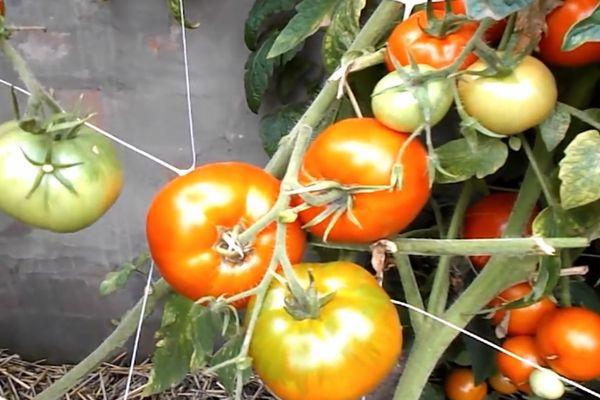 มะเขือเทศในเรือนกระจก