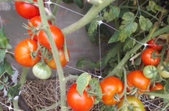 มะเขือเทศในเรือนกระจก