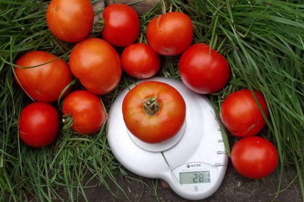 มะเขือเทศบนตาชั่ง