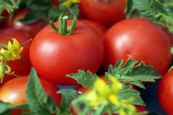 มะเขือเทศของเจน