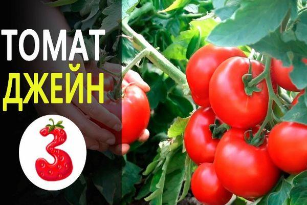 เจนวาไรตี้