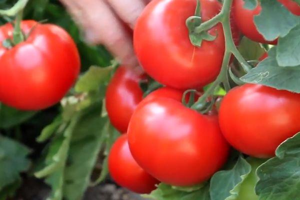 มะเขือเทศสุก