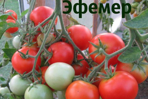 ต้นมะเขือเทศ