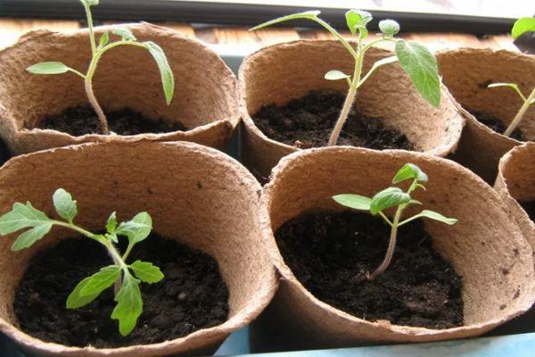 ต้นกล้ามะเขือเทศ