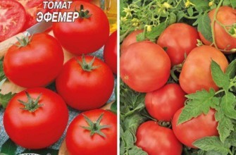 มะเขือเทศเอเฟอร์เมอร์