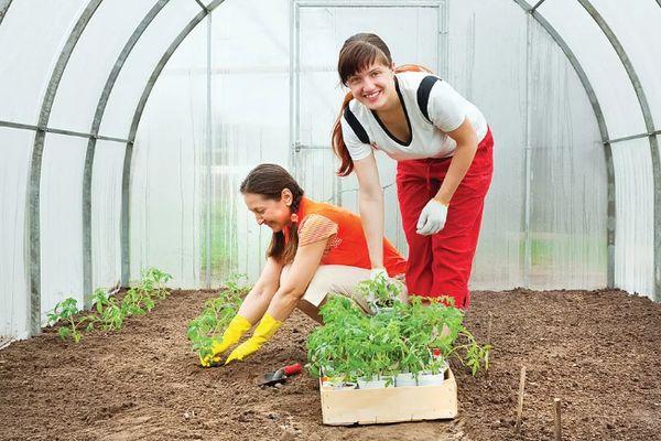 การปลูกมะเขือเทศ