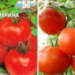 มะเขือเทศสุก