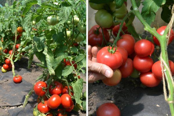 การปลูกมะเขือเทศ