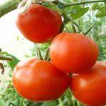 กิ่งมะเขือเทศ