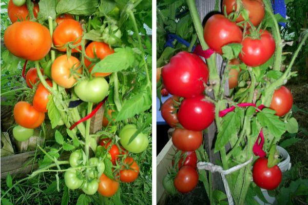Tomates hybrides