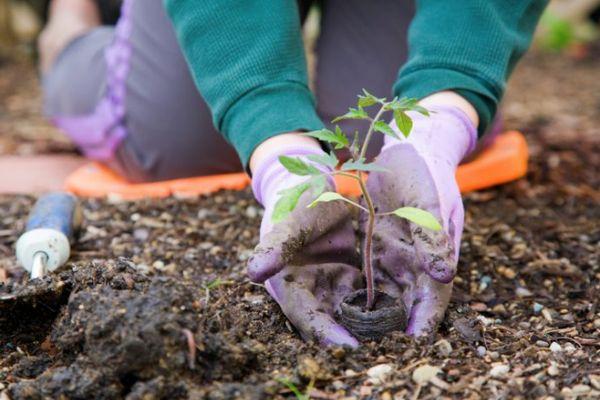 การปลูกต้นกล้า