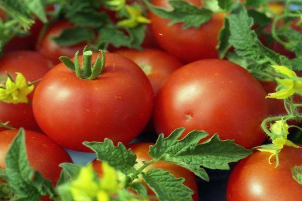 มะเขือเทศสุก