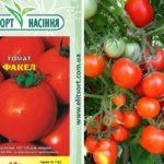 Description de la tomate