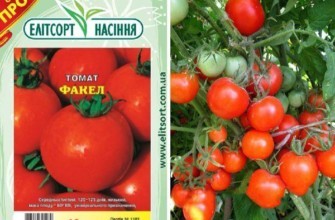 ลักษณะของมะเขือเทศ