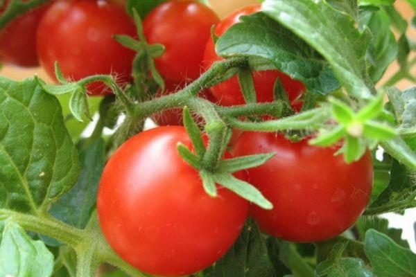 มะเขือเทศเผา