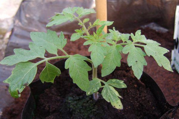 ต้นกล้ามะเขือเทศ