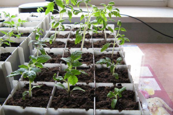 กล่องใส่ต้นกล้า