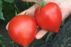 Description de la tomate Fifty-Fifty et instructions de culture