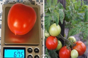 มะเขือเทศฟิตัส