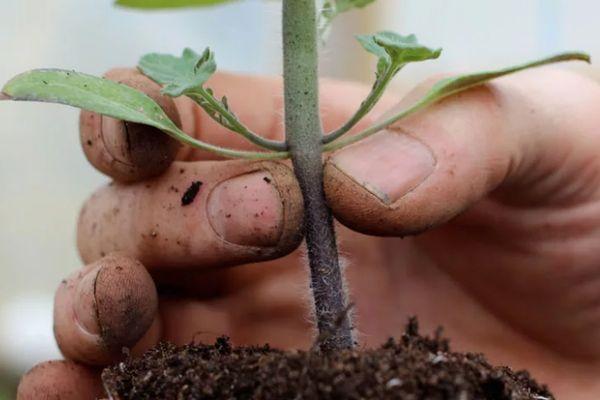 ต้นกล้ามะเขือเทศ