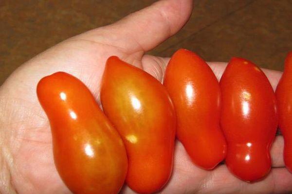 มะเขือเทศผลยาว