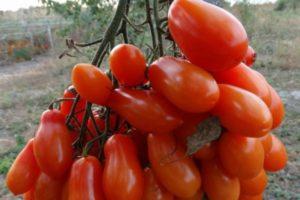 ลักษณะและคำอธิบายของมะเขือเทศ Flaschentomaten เทคนิคการเพาะปลูก