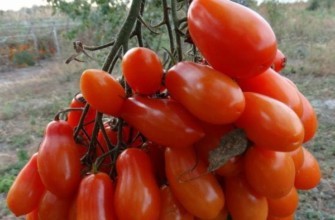 มะเขือเทศผลยาว