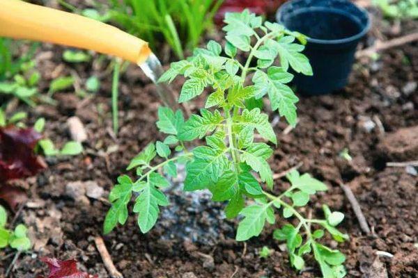 การรดน้ำมะเขือเทศ